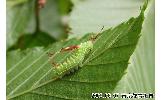 Aglia japonica microtau