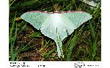 Actias Actias