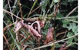 Attacus atlas ryukyuensis