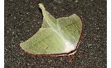 Actias gnoma mandschurica