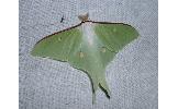 Actias Actias