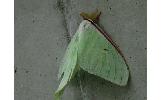 Actias gnoma gnoma