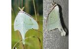 Actias gnoma gnoma