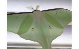 Actias aliena aliena