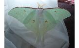 Actias aliena aliena