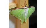 Actias aliena aliena