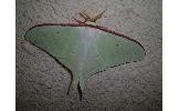 Actias aliena aliena