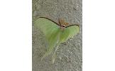 Actias Actias