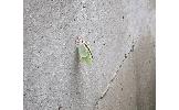 Actias Actias