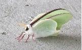 Actias aliena aliena