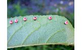 Attacus Attacus