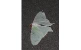 Actias Actias