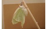 Actias gnoma gnoma