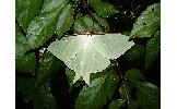 Actias aliena aliena