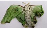 Actias Actias