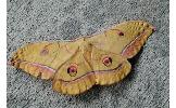 Antheraea yamamai yamamai