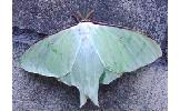 Actias Actias