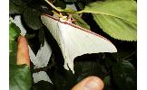 Actias aliena aliena