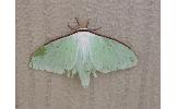 Actias Actias