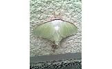 Actias aliena aliena