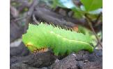 Antheraea Antheraea