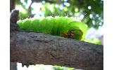 Antheraea yamamai yamamai