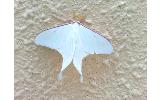 Actias Actias