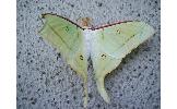 Actias aliena aliena