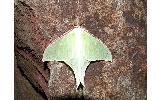 Actias gnoma gnoma