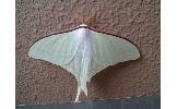 Actias aliena aliena