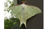 Actias aliena aliena