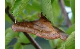 Antheraea yamamai yamamai