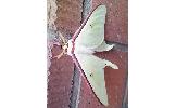 Actias Actias