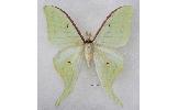 Actias Actias