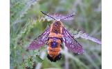 Hemaris radians