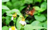 Macroglossum mediovitta