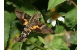 Macroglossum heliophilum