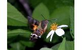 Macroglossum heliophilum