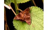 Macroglossum mediovitta