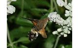 Macroglossum stellatarum