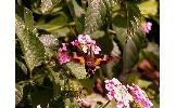 Macroglossum heliophilum