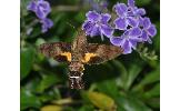 Macroglossum pyrrhosticta