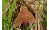 Deilephila elpenor lewisii