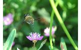 Macroglossum bombylans