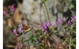 Macroglossum stellatarum