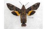 Macroglossum saga