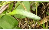 Macroglossum Macroglossum