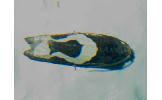 Epiblema foenellum