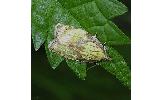 Acleris Acleris