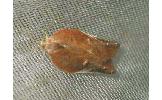 Acleris Acleris